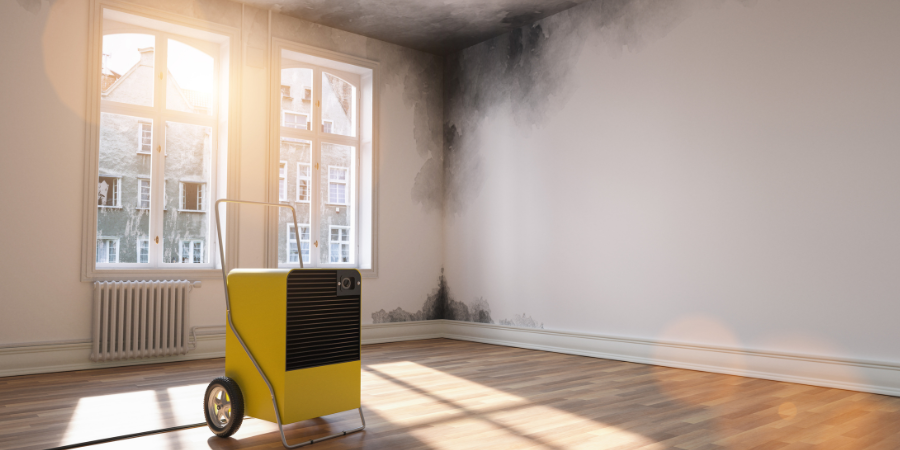Mould Removal